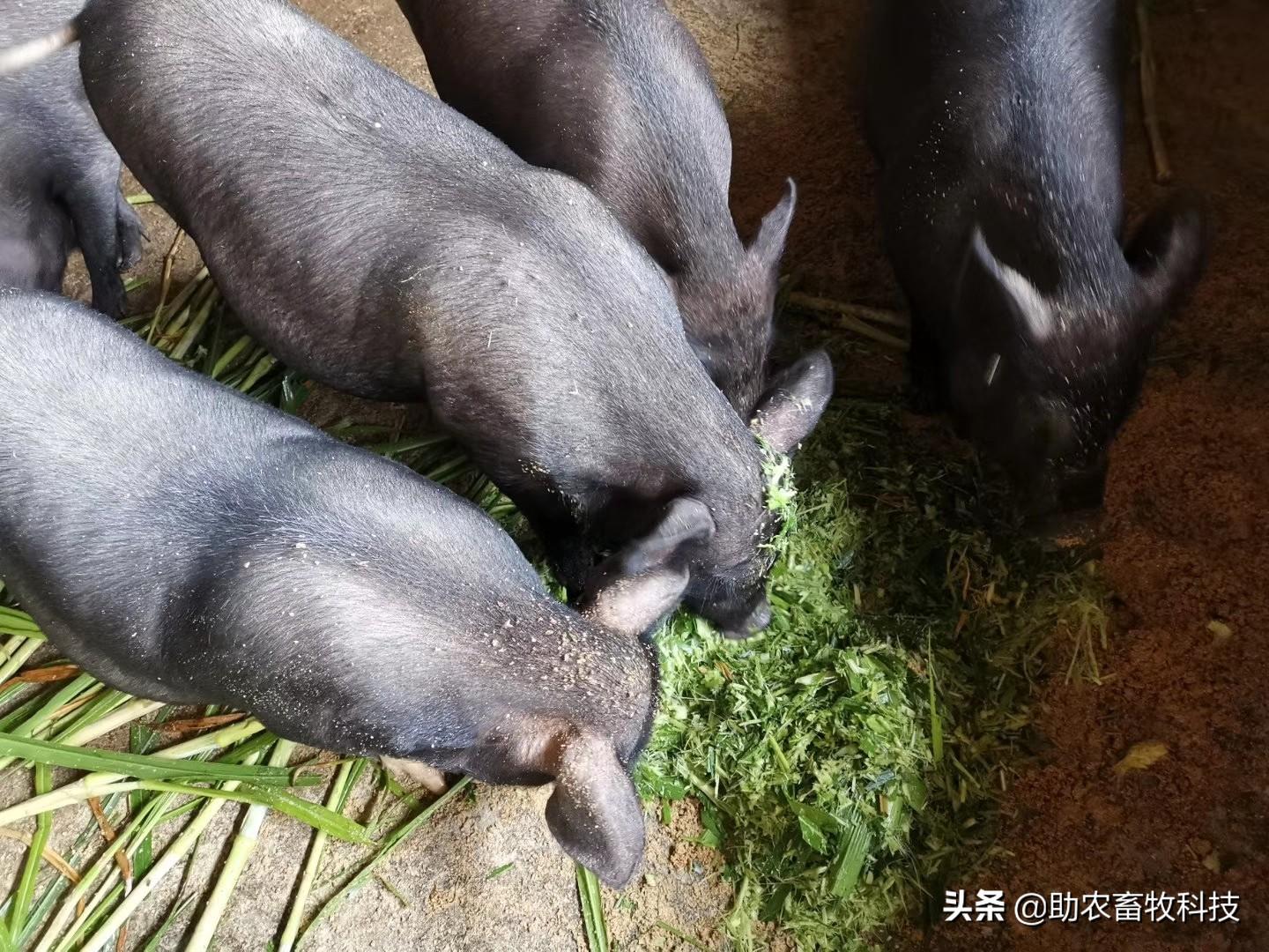 牧草粉碎喂猪是生产高品质猪肉的重要基础，大量现场高清图