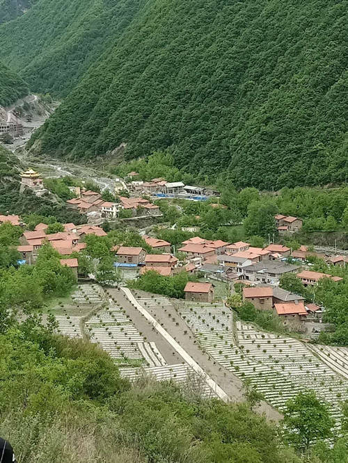 核桃种植技术大全_种植核桃的技术_薄壳山核桃种植技术