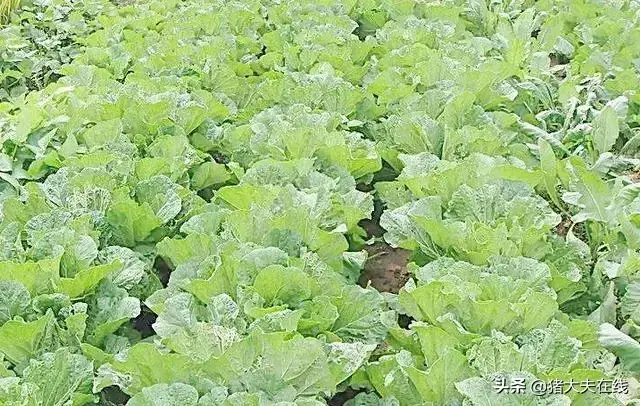 喂猪专用草_致富经草料喂猪_种草喂猪致富视频