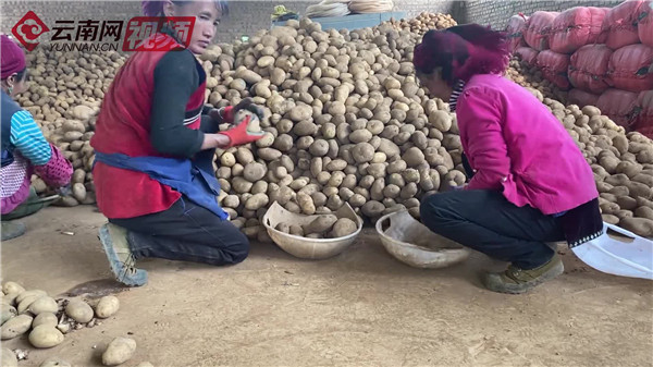 致富经种土豆视频_土豆种植视频每日农经_农民种土豆视频