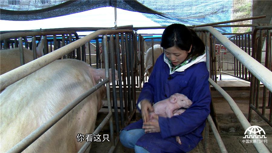 种草喂猪致富视频_致富经草料喂猪_喂猪专用草