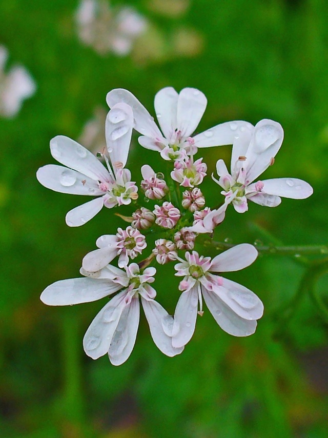 芹菜种植春天技术要点_春天芹菜种植技术_芹菜种植