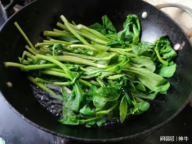 芹菜种植春天技术与管理_芹菜种植春天技术要点_春天芹菜种植技术