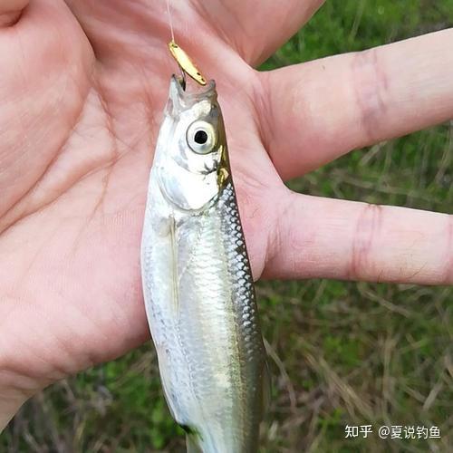 养殖花白鲢鱼技术视频_花白鲢夏花养殖技术_白鲢的养殖