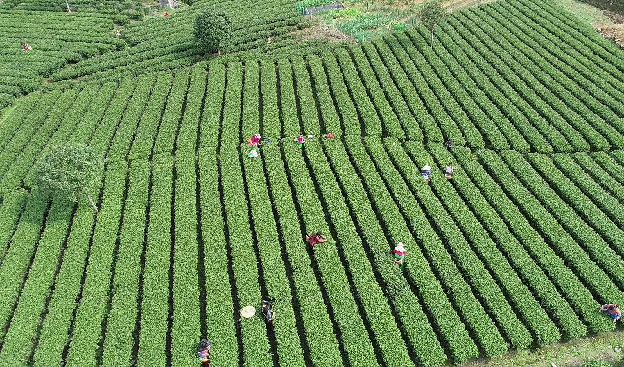 江西遂川特产狗牯脑茶_江西遂川种植致富_江西遂川招聘网最新招聘