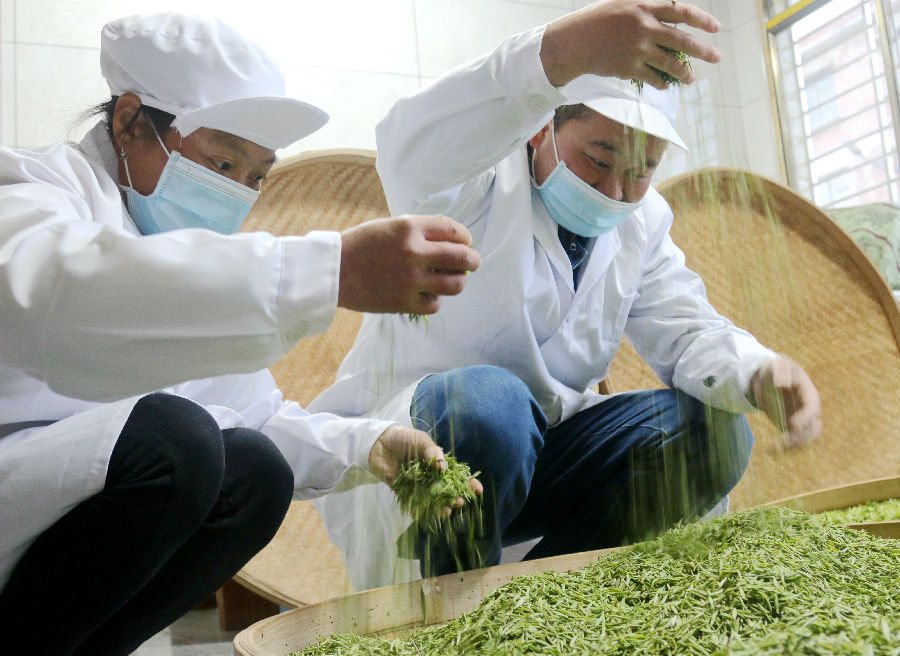 江西遂川种植致富_江西遂川特产狗牯脑茶_江西遂川招聘网最新招聘