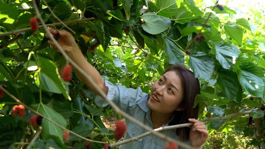 致富种植桑果视频_致富种植桑果图片_致富经桑果种植