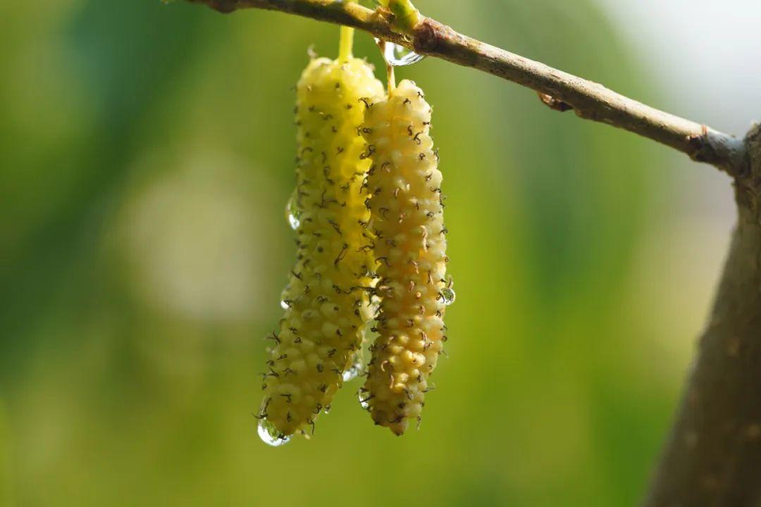 致富种植桑果图片_致富经桑果种植_致富种植桑果视频