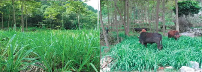 石缝适合种植什么草_石缝里种什么植物最好_石缝里种植致富