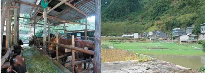 石缝里种什么植物最好_石缝适合种植什么草_石缝里种植致富