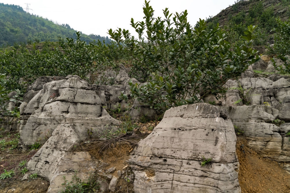 央媒看四川丨四川乐山沙湾区：昔日“石漠”变青山 石缝里长出“金果果”