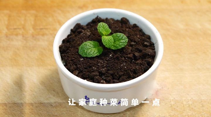 盆栽佛手的栽培管理方法_盆栽种植技术佛手_盆栽种植佛手技术要点