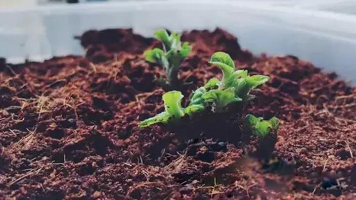 盆栽种植技术佛手_盆栽佛手的栽培管理方法_盆栽种植佛手技术要点