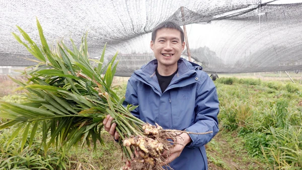 致富经生姜种植技术视频_创业种植生姜致富_生姜种植投资