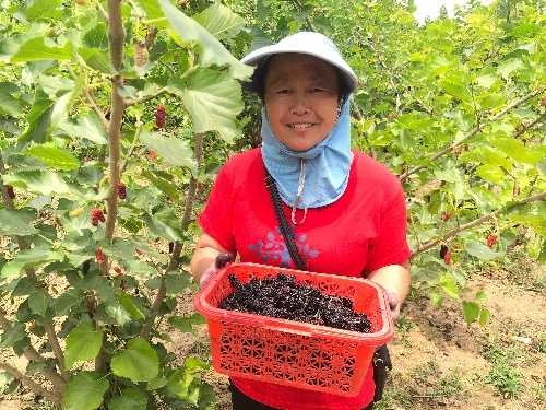 濮阳班家村：桑葚满枝头 果农采摘忙