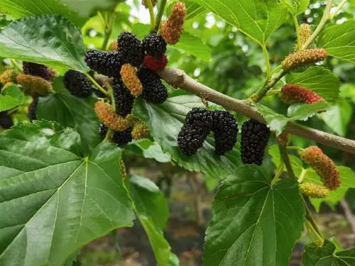 致富经桑果种植_致富种植桑果视频_种植桑果的技术和方法