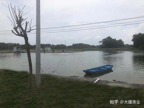 水产养殖采用低碳环保池塘循环流水养殖技术怎么样?