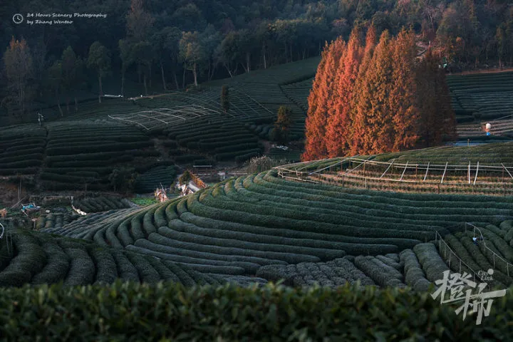 杭州种植技术_杭州种植什么_杭州种植致富项目