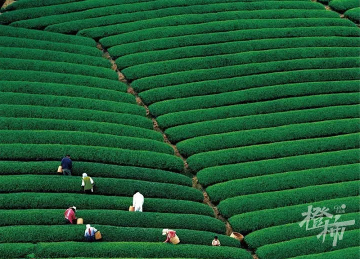 杭州种植技术_杭州种植致富项目_杭州种植什么