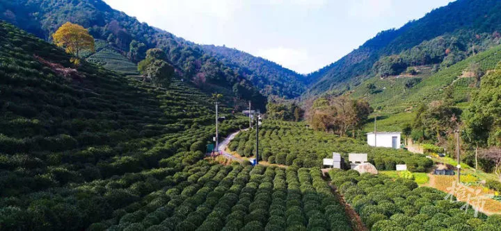 杭州种植什么_杭州种植致富项目_杭州种植技术