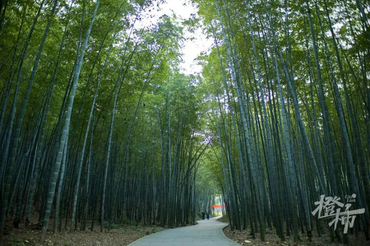 杭州种植技术_杭州种植致富项目_杭州种植什么