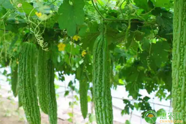 春天芹菜种植技术_芹菜种植春天技术与管理_芹菜种植