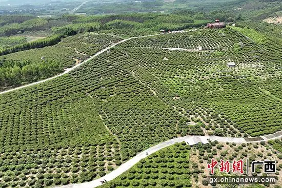 种植药材致富视频_药材种植致富项目_草药种植致富