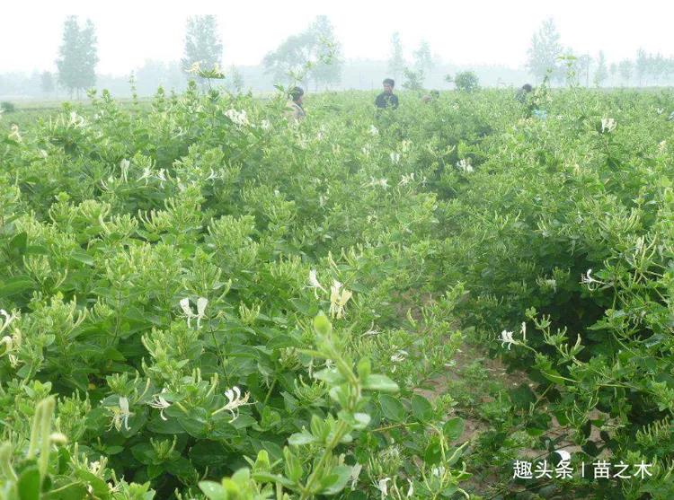 想要通过种植中药材致富，首选三个种植项目，简单好种销路广