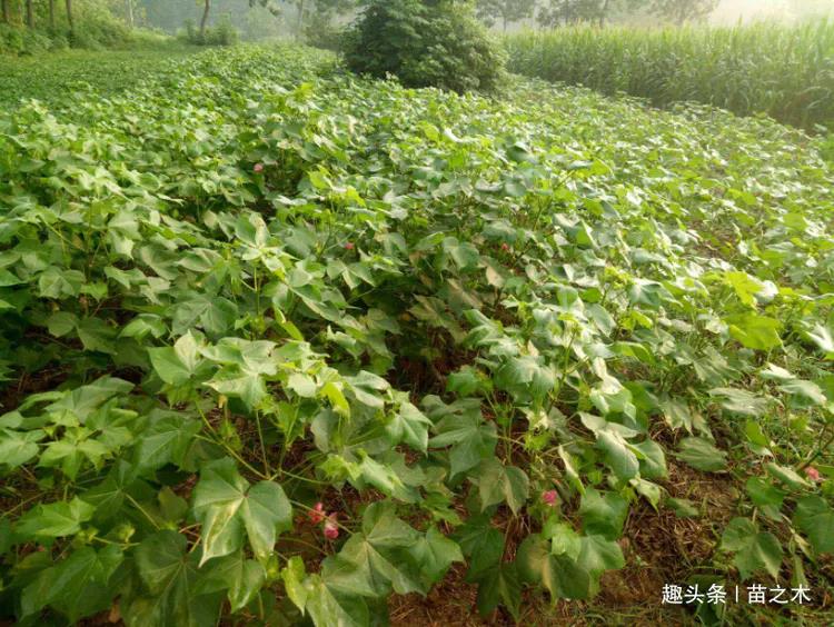 致富经种植中药材视频_种植药材致富视频_中药材种植致富经