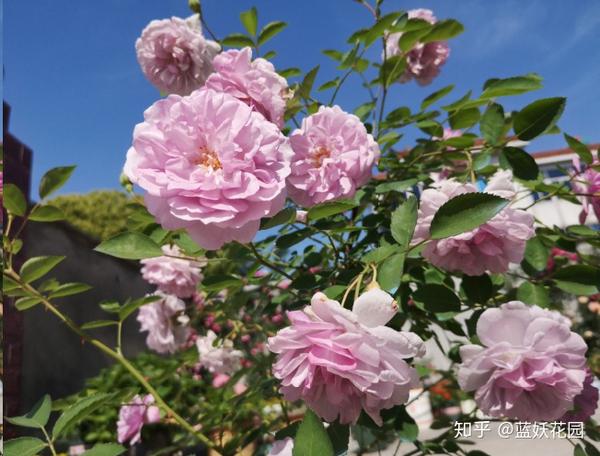 月季花种植技术_月季花种植法_月季种植花技术视频