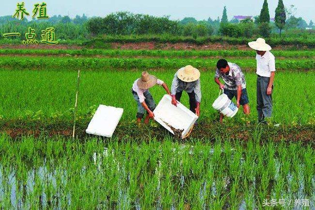 养殖泥鳅需要具备哪些条件_养殖泥鳅技术资料_养殖泥鳅资料技术要点