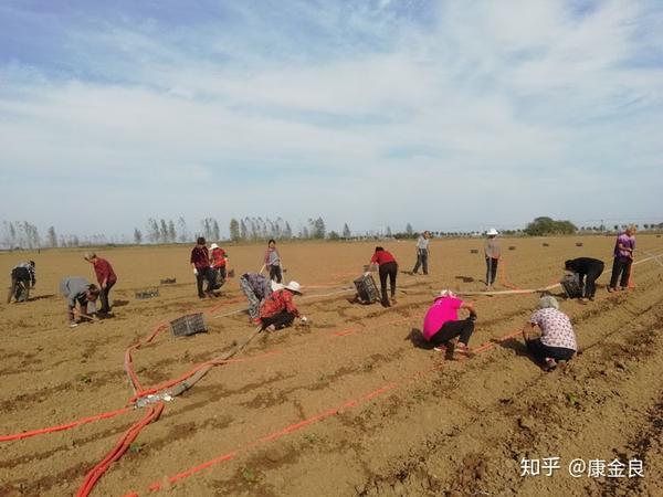 万亩构树万头牛 万人脱贫奔小康-社旗县实施专项产业扶贫纪略