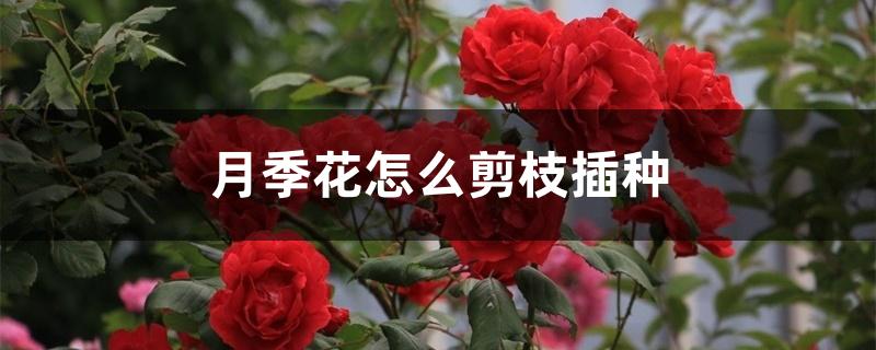 月季花怎么剪枝插种