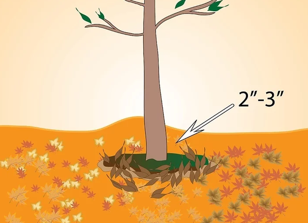 柚树苗如何种植技术_柚树的种植_柚树苗种植技术和管理