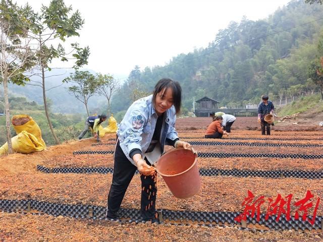 种植重楼赚钱吗_重楼种植带动致富_种植重楼效益