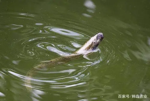 养殖泥鳅的_本地泥鳅养殖技术视频_黄泥鳅的养殖技术