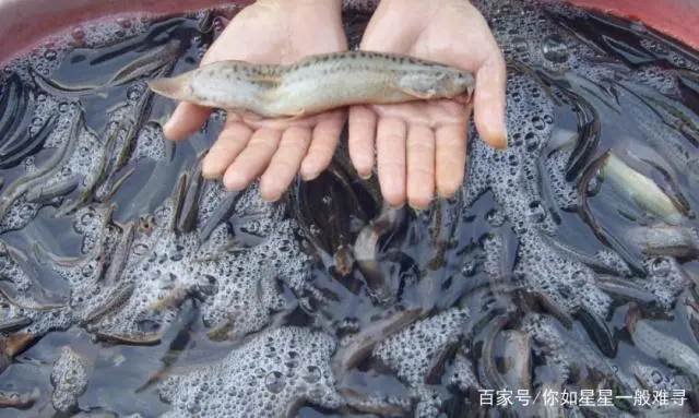 黄泥鳅的养殖技术_本地泥鳅养殖技术视频_养殖泥鳅的