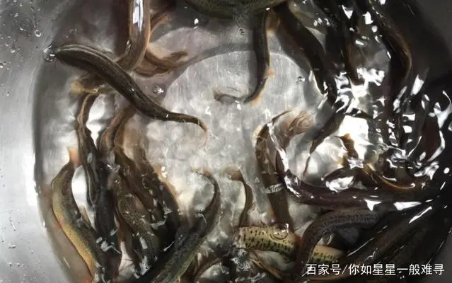 本地泥鳅养殖技术视频_养殖泥鳅的_黄泥鳅的养殖技术