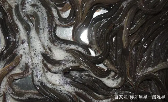 本地泥鳅养殖技术视频_黄泥鳅的养殖技术_养殖泥鳅的