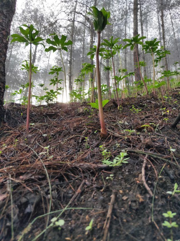 重楼种植带动致富_种植重楼的前景如何_种植重楼政府有补贴吗