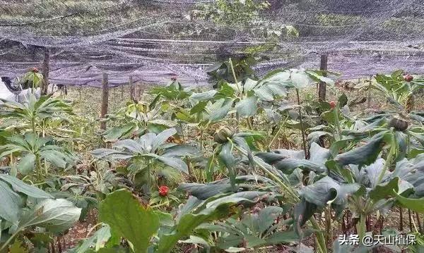 种植重楼政府有补贴吗_种植重楼赚钱吗_重楼种植带动致富