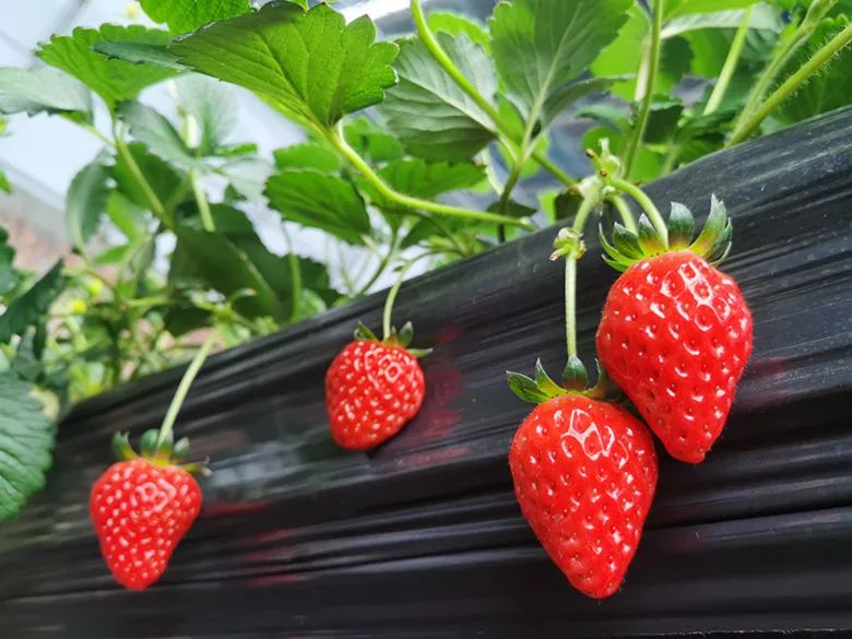 室内种植草莓方法_草莓室内种植致富_致富室内种植草莓视频大全