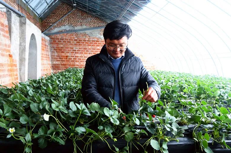 致富室内种植草莓视频大全_草莓室内种植致富_室内种植草莓方法