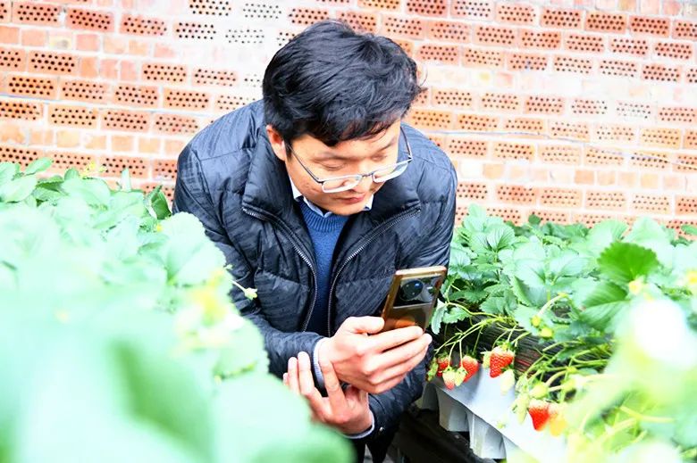 致富室内种植草莓视频大全_草莓室内种植致富_室内种植草莓方法