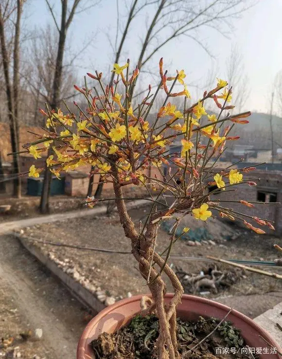 迎春花养殖技术_迎春花怎么养殖方法生长速度_迎春花养殖方法及注意事项