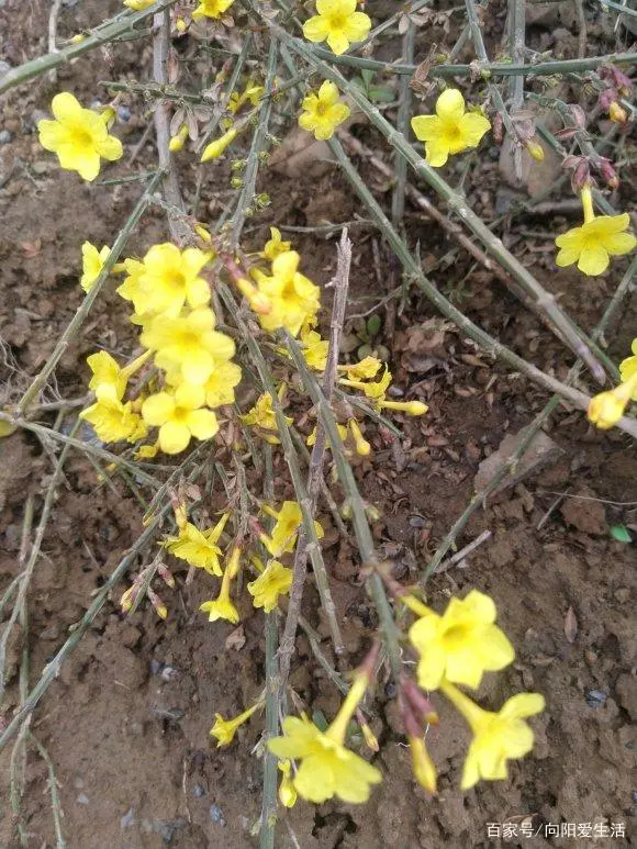 迎春花养殖方法及注意事项_迎春花怎么养殖方法生长速度_迎春花养殖技术