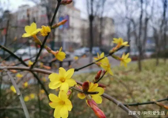 迎春花养殖技术_迎春花怎么养殖方法生长速度_迎春花养殖方法及注意事项