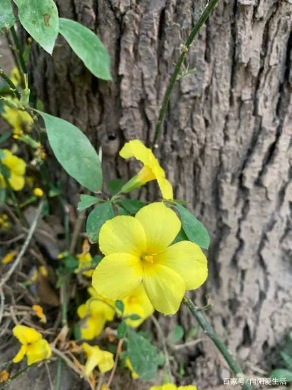 迎春花养殖方法及注意事项_迎春花怎么养殖方法生长速度_迎春花养殖技术