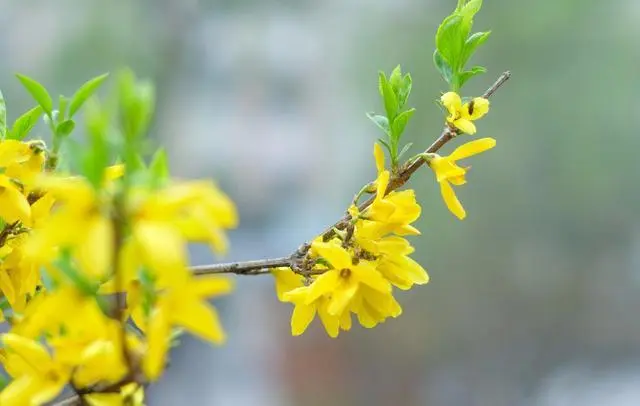 如何养殖迎春花_迎春花养殖技术_迎春花怎么养殖方法生长速度