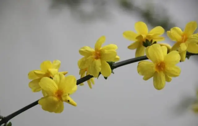 如何养殖迎春花_迎春花养殖技术_迎春花怎么养殖方法生长速度